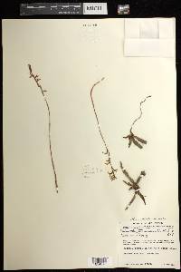 Greenwoodiella micrantha image