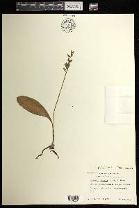 Platanthera obtusata image