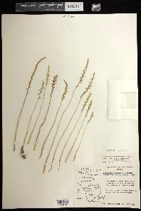 Schiedeella affinis image