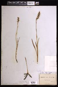 Spiranthes romanzoffiana image