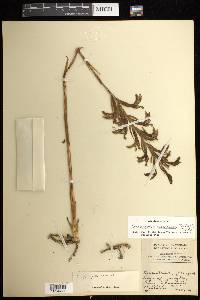 Sarcoglottis sceptrodes image