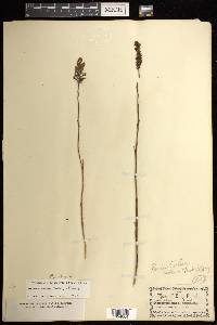 Platanthera nivea image