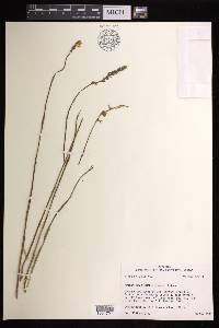 Spiranthes vernalis image