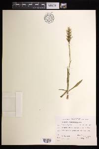 Spiranthes romanzoffiana image