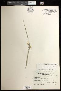 Scaphyglottis hondurensis image