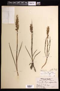 Spiranthes romanzoffiana image