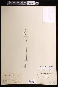 Spiranthes lacera var. gracilis image