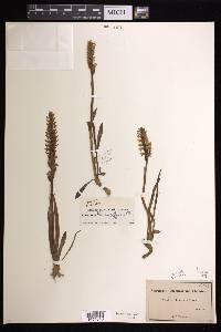 Spiranthes romanzoffiana image