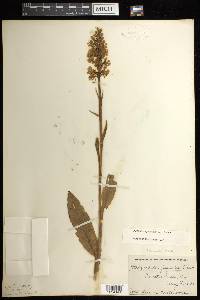 Platanthera psycodes image