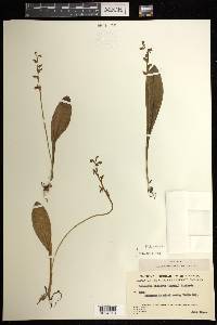 Platanthera obtusata image