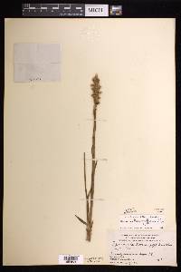 Spiranthes romanzoffiana image