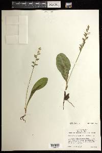 Platanthera obtusata image