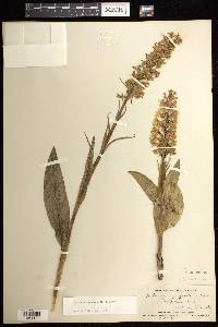 Platanthera psycodes image