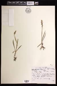 Spiranthes romanzoffiana image