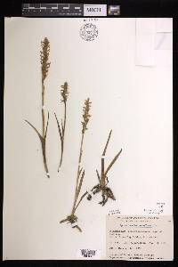 Spiranthes romanzoffiana image