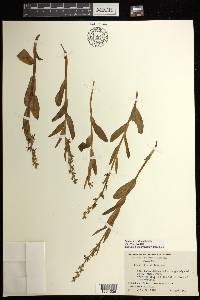 Platanthera stricta image