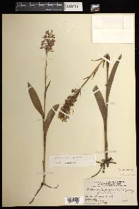 Platanthera psycodes image