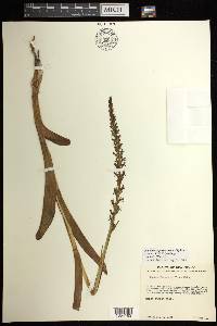 Platanthera purpurascens image