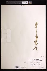 Spiranthes romanzoffiana image