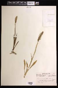 Spiranthes romanzoffiana image