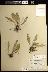 Stelis ciliaris image