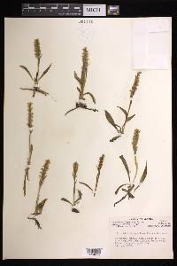 Spiranthes romanzoffiana image