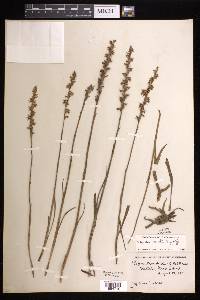 Spiranthes vernalis image