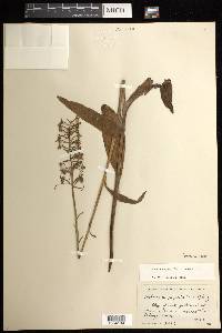 Platanthera psycodes image