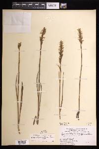 Spiranthes romanzoffiana image