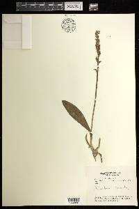 Platanthera obtusata image