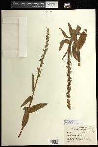 Platanthera stricta image