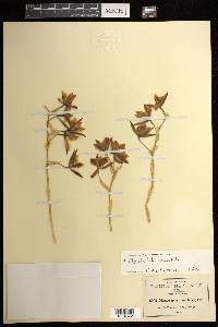 Rhynchostele maculata image
