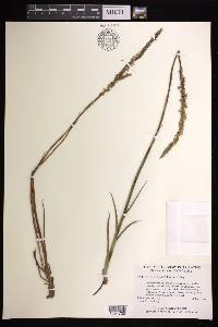 Spiranthes vernalis image