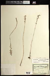 Greenwoodiella micrantha image