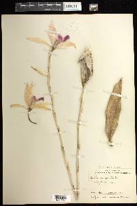 Laelia anceps image