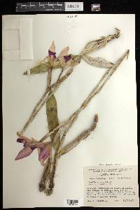 Laelia anceps image