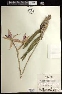 Laelia anceps image