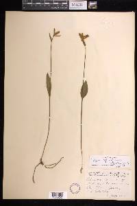 Pogonia ophioglossoides image