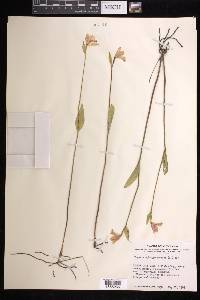 Pogonia ophioglossoides image