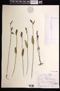 Pogonia ophioglossoides image