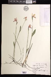 Pogonia ophioglossoides image