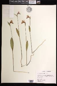 Pogonia ophioglossoides image