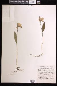 Pogonia ophioglossoides image