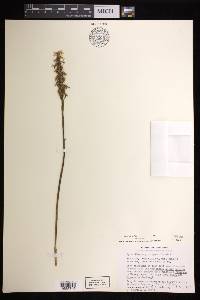 Spiranthes magnicamporum image