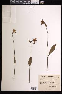 Pogonia ophioglossoides image