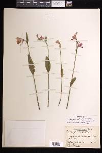 Pogonia ophioglossoides image