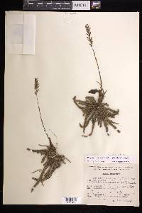 Galeoglossum tubulosum image