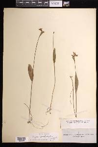 Pogonia ophioglossoides image