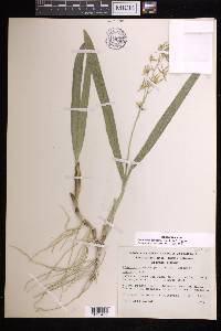 Prosthechea pterocarpa image