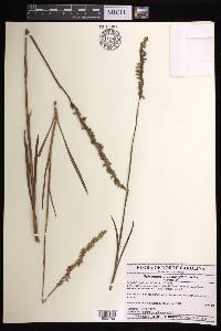 Spiranthes praecox image